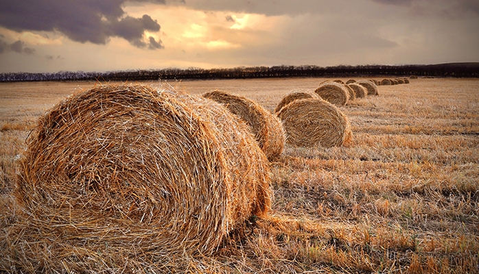 Rapport de la Cour des comptes sur les leviers de la politique foncière agricole